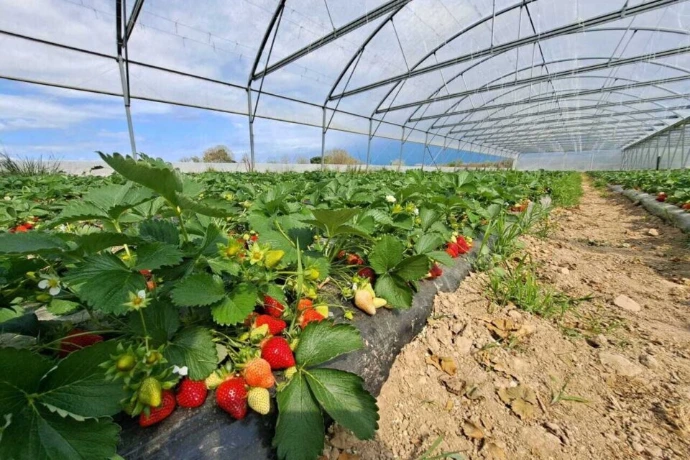 Planttin de fraises dont les eaux d'irrigation sont traitées par système de biofiltration