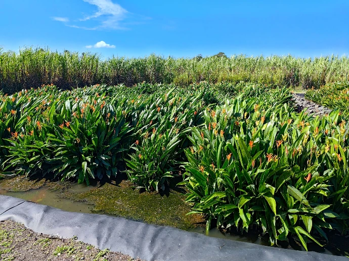 Marais filtrant surfacique avec plante oiseaux du paradis